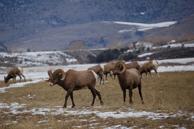 Winter in Yellowstone Wildlife Tour - Who Will Love This Tour?