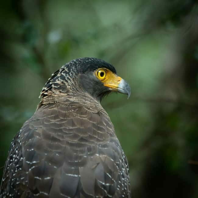 YALA BLOCK 5 & 6 (Weheragala & Lunugamwehera) Safari Tours - The Itinerary and What to Expect