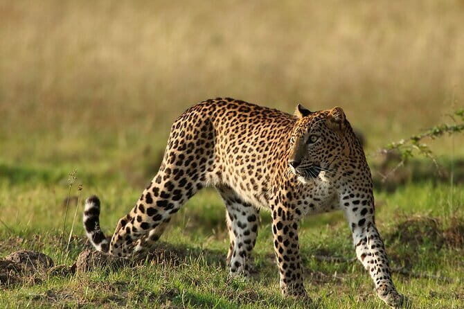 Yala Mk Safari Tour & Taxi Service - Itinerary and Wildlife Watching