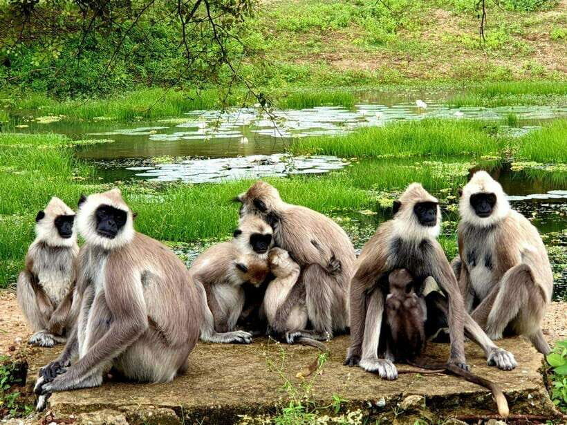 Yala National Park: 7 hour & 12 hour Leopard Safari Tours - What to Expect During the Tour