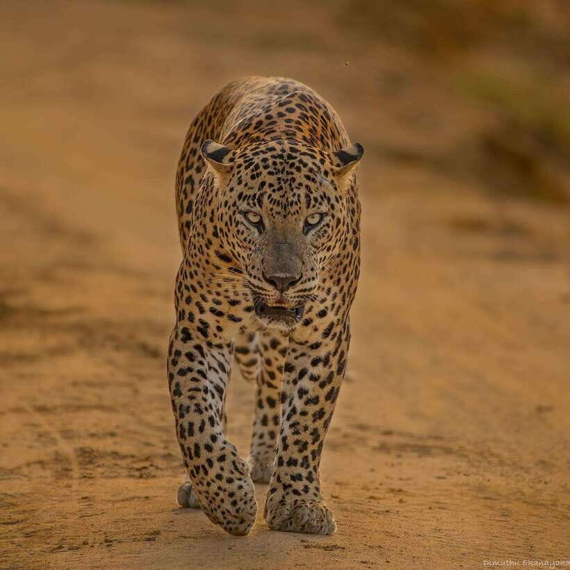 Yala National Park: 7 hours or 12 hours Leopard Wild Safari - The Itinerary Breakdown: What to Expect