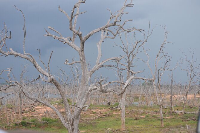 Yala National Park Full Day Safari Tour - Why This Safari Excels