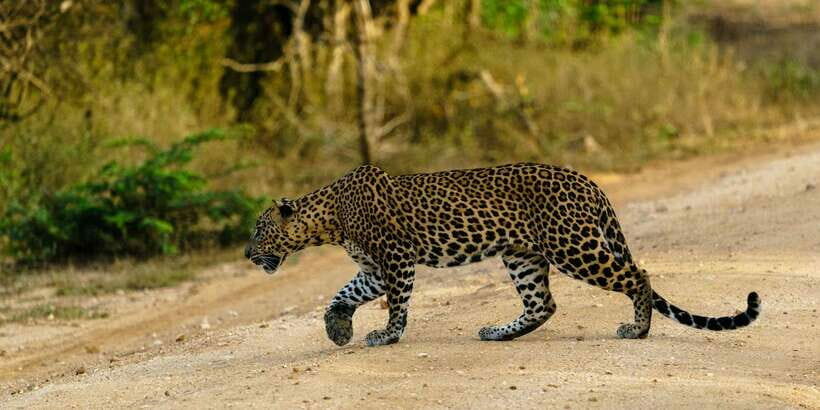 Yala National Park : Full Day Safari(04:30-18:00) - Is This Tour Worth the Price?
