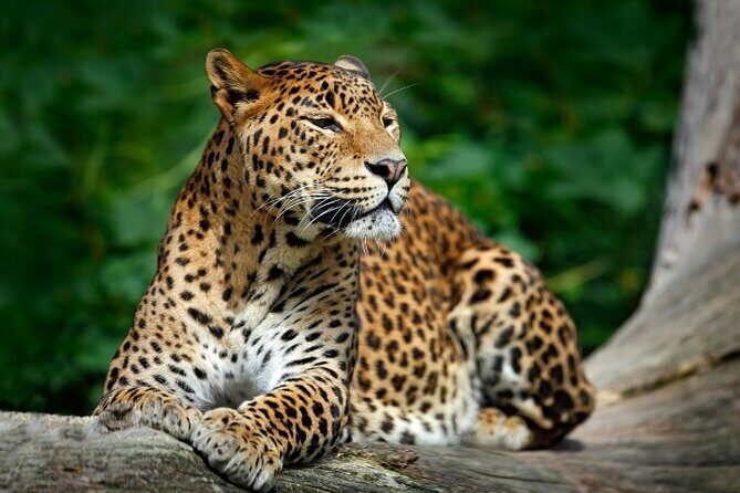 Yala National Park Half Day / Full Day Special Safari Tours - The Itinerary: A Closer Look