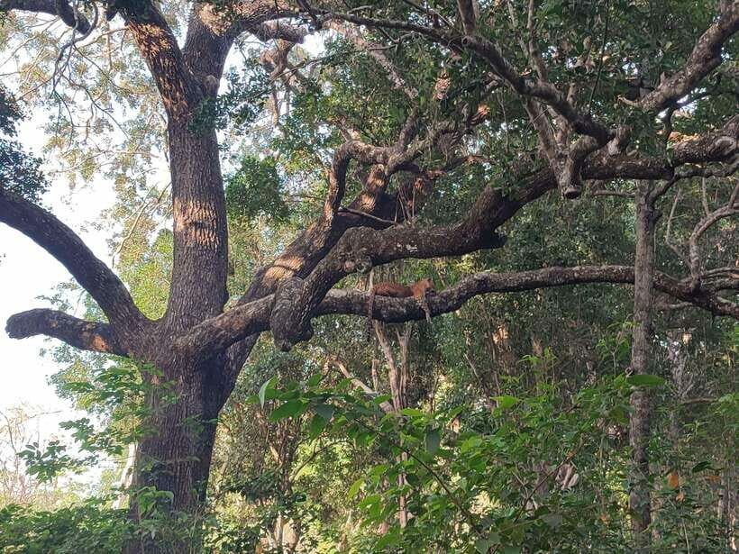 Yala National Park Half Day Safari - The Detailed Itinerary