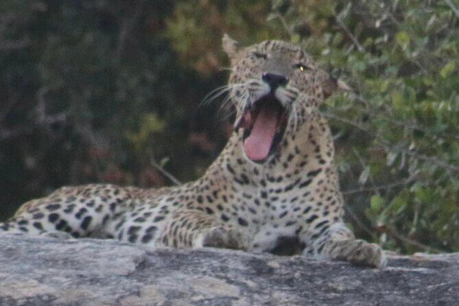 Yala National Park Half Day Safari - 4.30 a.m to 11.30 a.m - The Value of a Half-Day Safari