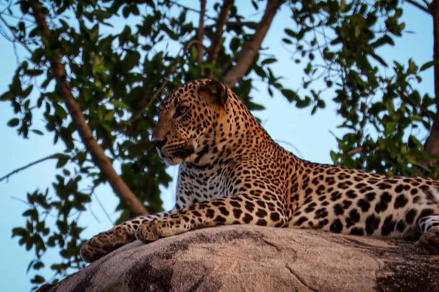 Yala National park: Hotel stay or pickup your hotel & Safari - The Itinerary in Detail: What to Expect