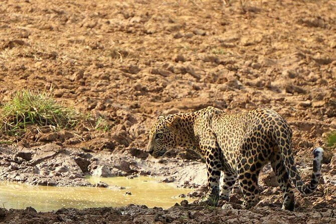 Yala National Park Leopard Safari - HALF DAY/FULL DAY TOUR - The Experience in Practice