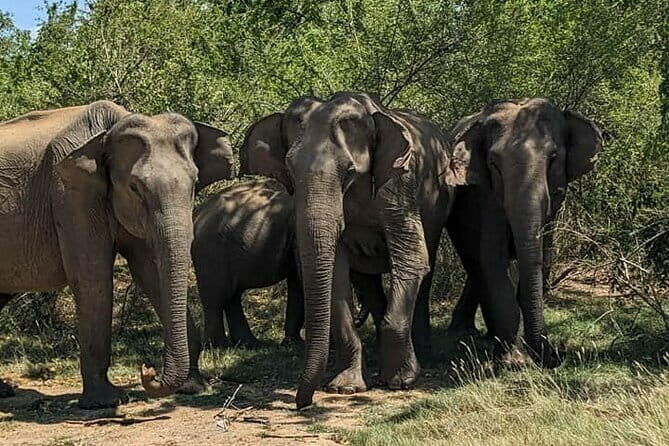 Yala National Park Morning or Afternoon Leopard Safari - The Benefits of a Guided Safari in Yala