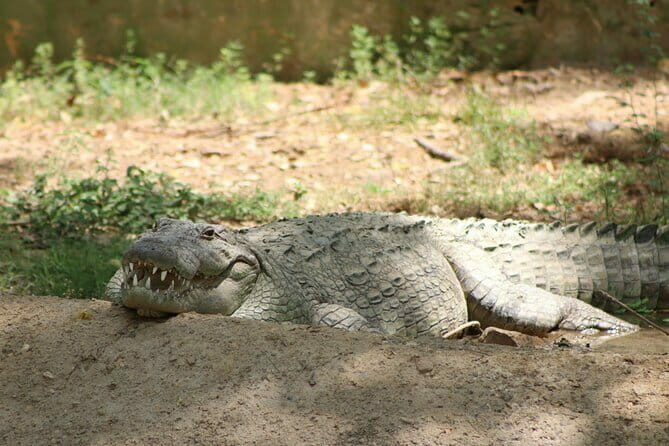 Yala National Park Safari from Hambantota port (Shore Excursion) - Who Should Book This Tour?