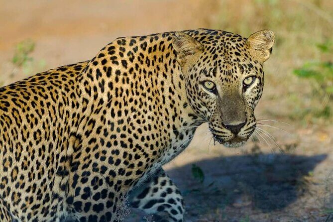Yala National Park Safari from Hambantota Port - What’s Included and What’s Not