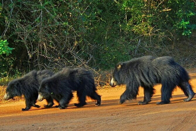 Yala National Park Safari - Half day and Full day - Detailed Breakdown of the Itinerary