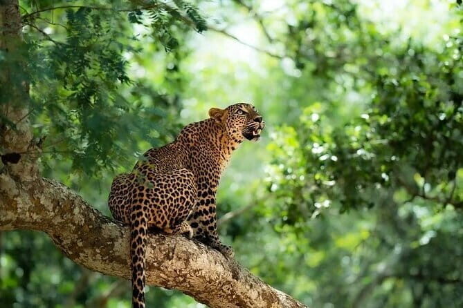 Yala National Park Safari : Special Guided Tour - The Experience: Pros and Cons