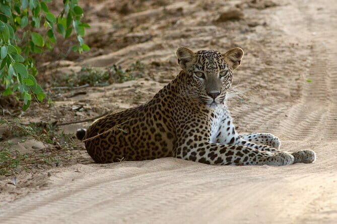 Yala National Park Safari Tours From Hambantota port - What to Expect During the Tour