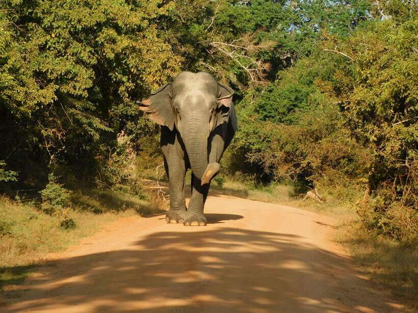 Yala National Park Safari Tours - Half Day & Full Day - The Logistics: Timing, Pricing, and Practicalities