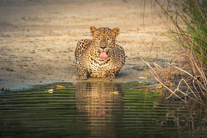 Yala National Park Safari Tours -Half Day & Full Day - The Itinerary in Detail