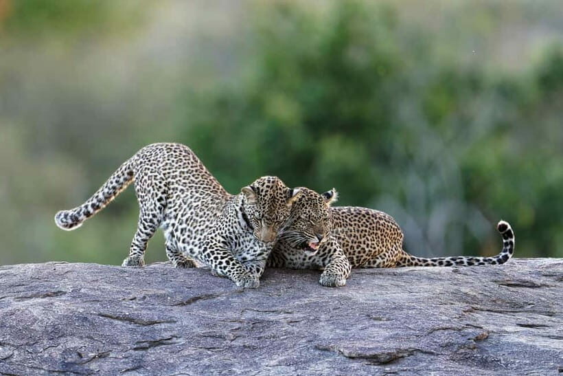 Yala National Park Safari Tours: Morning/Evening/Full Day - Who Will Love This Safari?