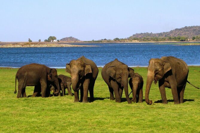 Yala National Park Safari Tours - What the Reviews Tell Us