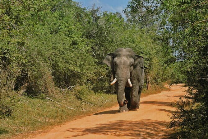 Yala National Park special Half-Day & Full-Day Safari Adventure - Exploring the Yala Safari Tour: What You Can Expect