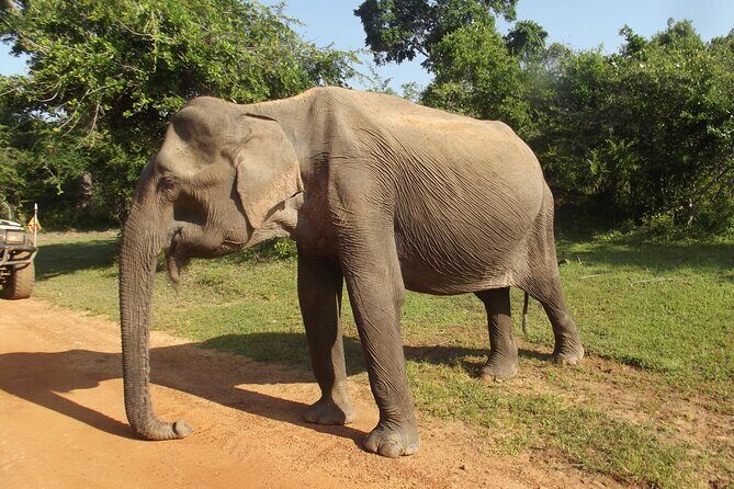 Yala National Park Special Leopard Safari Tour - A Closer Look at the Safari Experience