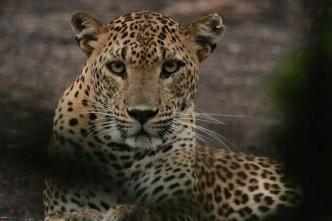 Yala National Park Tour From Hambantota Port - What You Can Expect from the Tour