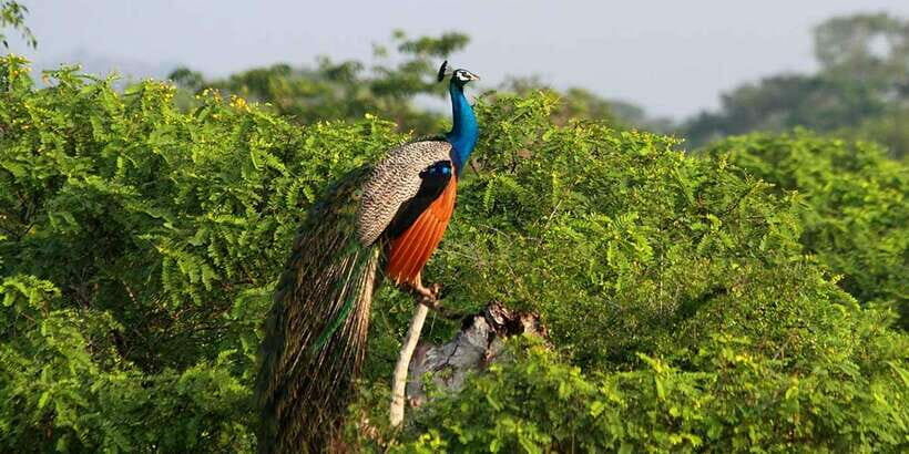 Yala Private Safari: Half-Day or Full-Day with Picnic Lunch - The Itinerary: What to Expect