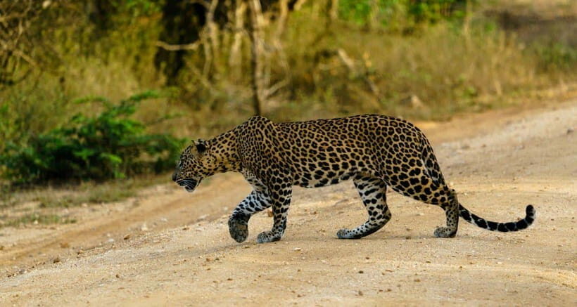 Yala Safari : 7 hour & 12 hour Tours - The Practical Side: Pricing and Value