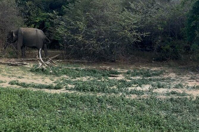 Yala Safari Day Tour - Why this Tour Might Be Perfect for You