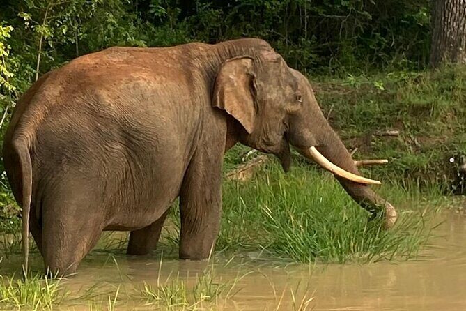 Yala Safari Half Day Tour - Why Choose This Tour? The Main Advantages