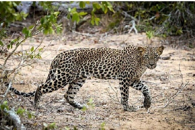 Yala Safari Private Day Tour Kaluthara/Beruwala/Bentota/Kosgoda/Ahungalla - The Park Itself: Yala’s Unique Appeal