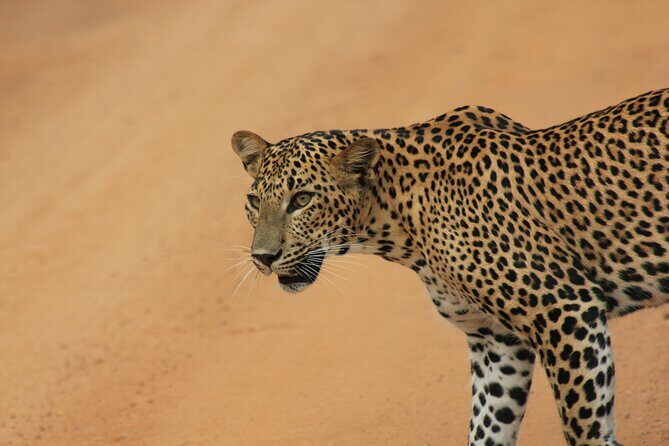 Yala Safari Tour from Hambantota Port by Ajith Safaris - Real Experiences and Honest Feedback