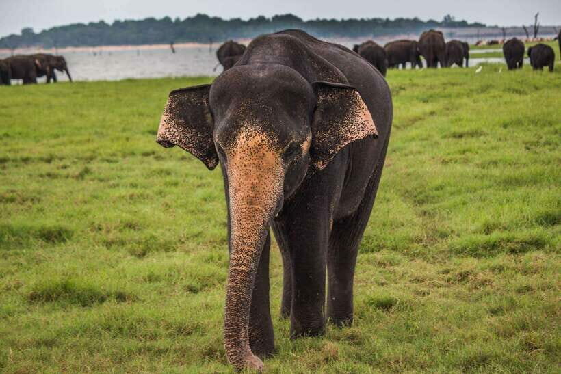 YALA SAFARI TOUR from TANGALLE/HIRIKETIYA/MIRISSA/GALLE - A Closer Look at the Yala Safari from the South Coast