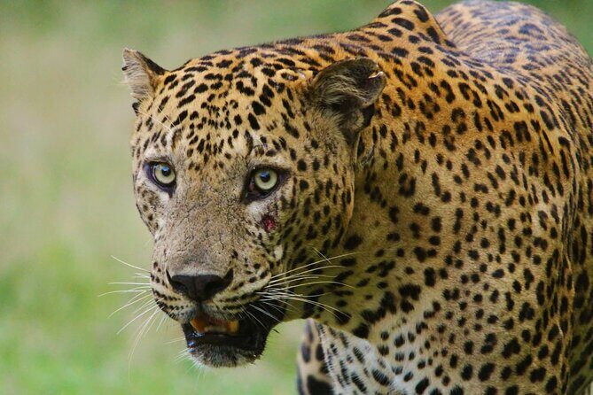 Yala safari Tours Morning /Afternoon /Fullday - Who Will Love This Tour?