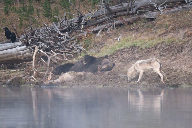 Yellowstone National Park Private Wildlife Tour - The Sum Up