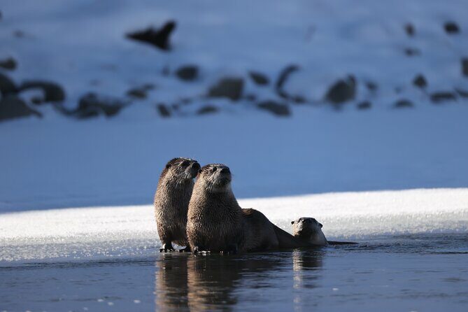 Yellowstone PRIVATE Winter SAFARI and Wolf Watching - FAQ