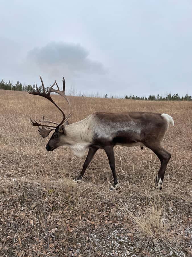 Yukon Wildlife & Nordic Hot Springs Experience - Final Thoughts: Is It Worth It?