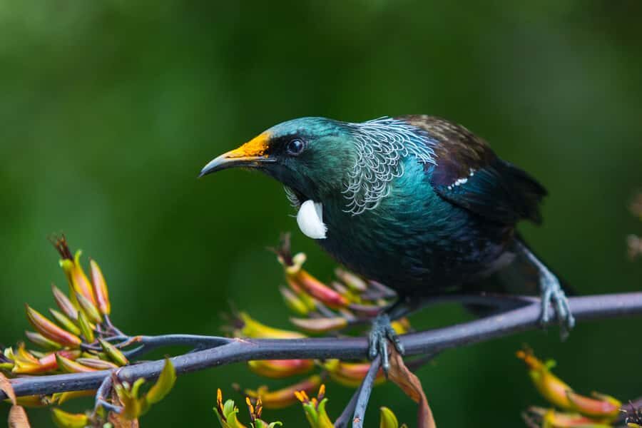 Zealandia by Day Tour - What You’ll Experience: The Itinerary Breakdown