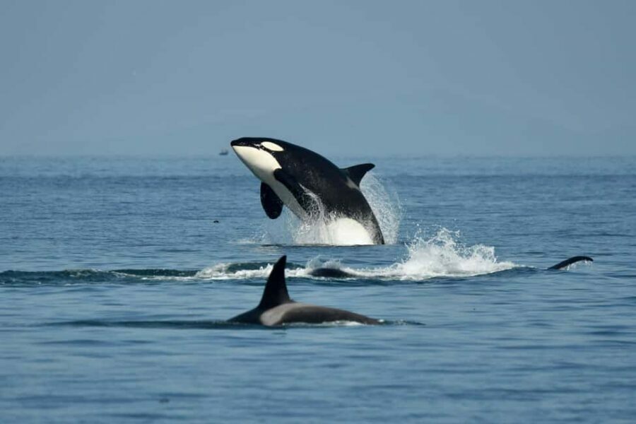 Anacortes: Full Day Whale/Wildlife Tour; Friday Harbor Stop - Is This Tour Worth It?
