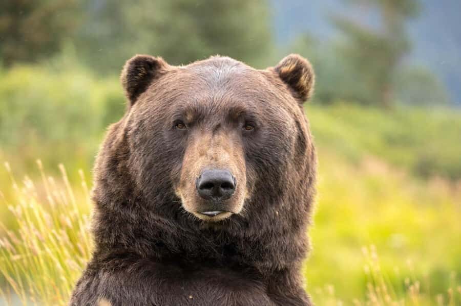 Anchorage: Scenic Tour to Wildlife Center - What the Reviews Say