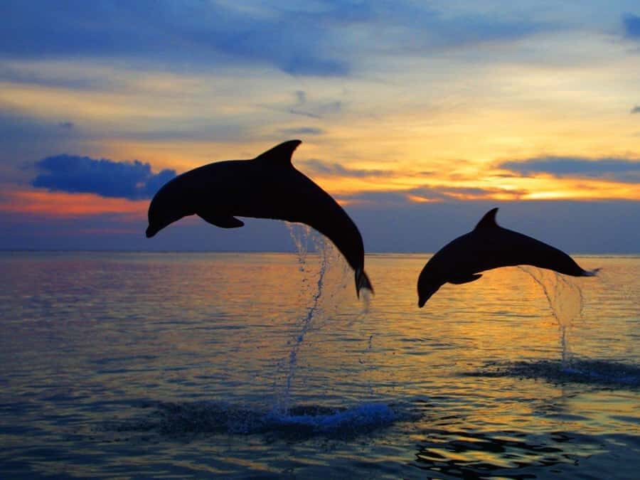 Bali: Lovina Swimming With Dolphine & Snorkeling Tour - The Sum Up