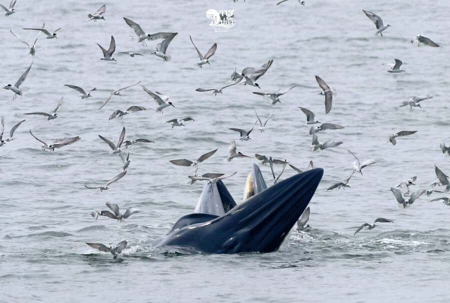 Bangkok: Whale Watching Experience with Breakfast and Lunch - The Pros and Cons of This Whale-Watching Experience