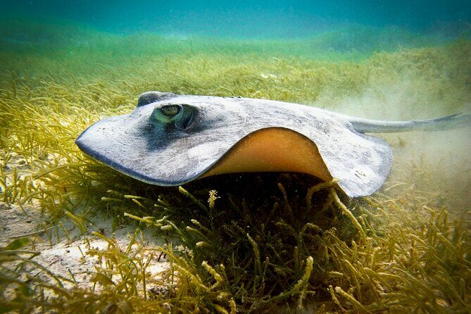 Best half-day snorkel tour: visit Kaan Luum, Yalku & Cenote - Authentic Encounters and Review Insights
