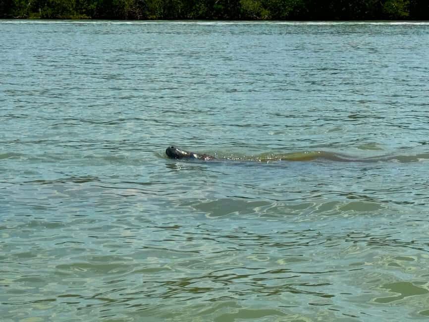 Bonita Springs Clear Kayak Tour with Dolphins & Manatees - Equipment and Comfort