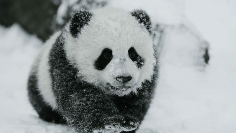 Chengdu: Giant Panda Base Reservation and Entry - A Closer Look at the Tour Experience