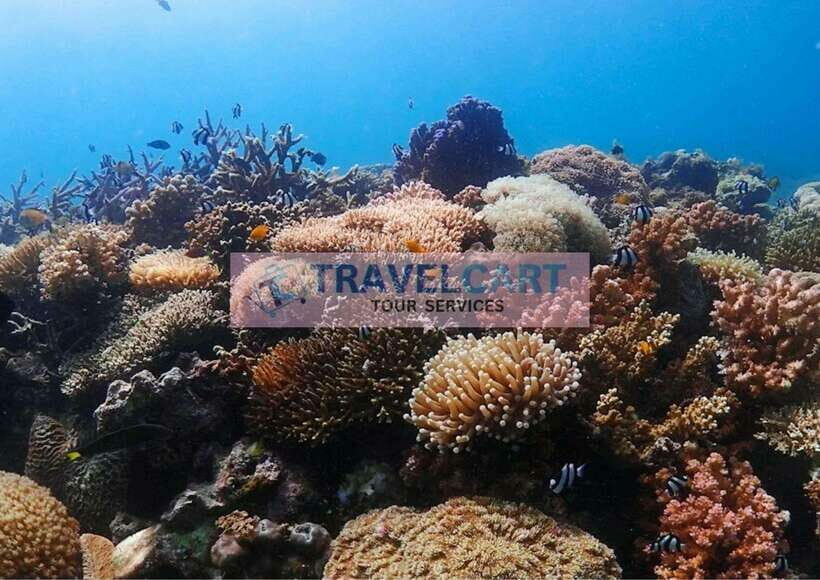 Coron Reef & Wrecks Tour - The Value Proposition: Is It Worth It?