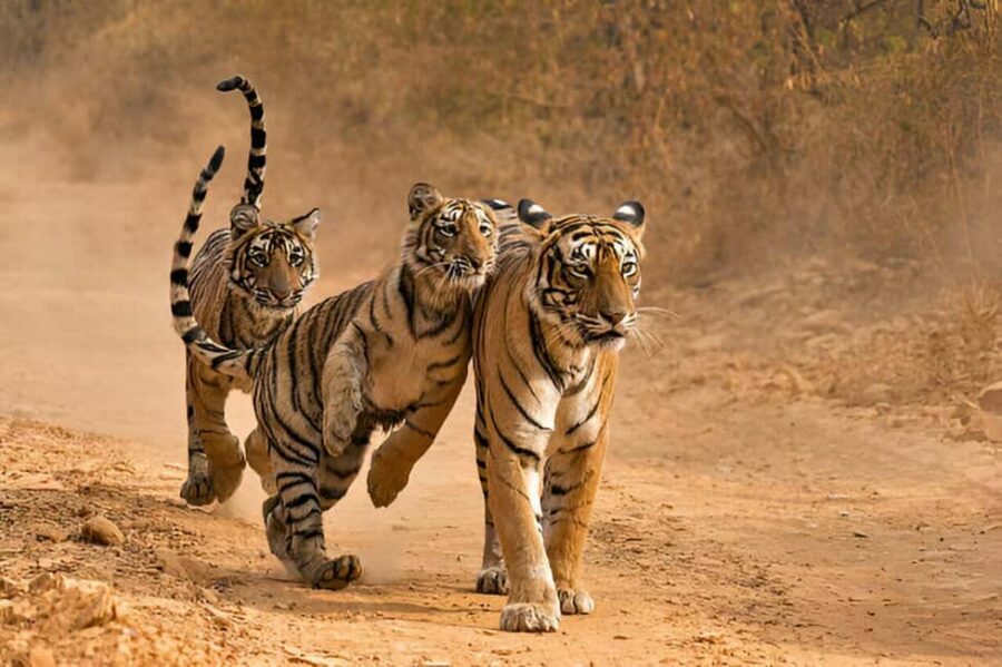 Delhi-Agra-Jaipur Golden Triangle Multiday trip with Safari - Agra: The Taj Mahal and Forts