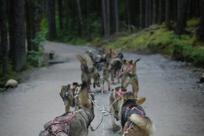 Denali Husky Kennel & Brewpub Visit  Half-Day Experience - A Detailed Look at the Tour Experience