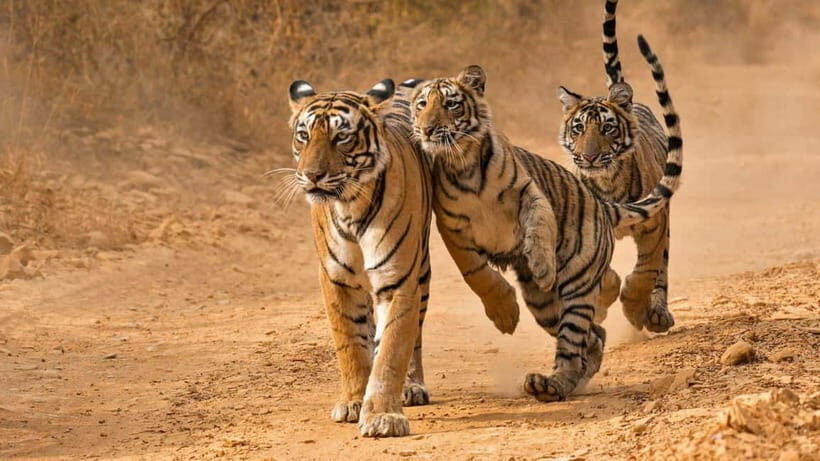 From Sariska: Official Tiger Safari in Open Jeep with Guide - The Route and Experience: What to Expect