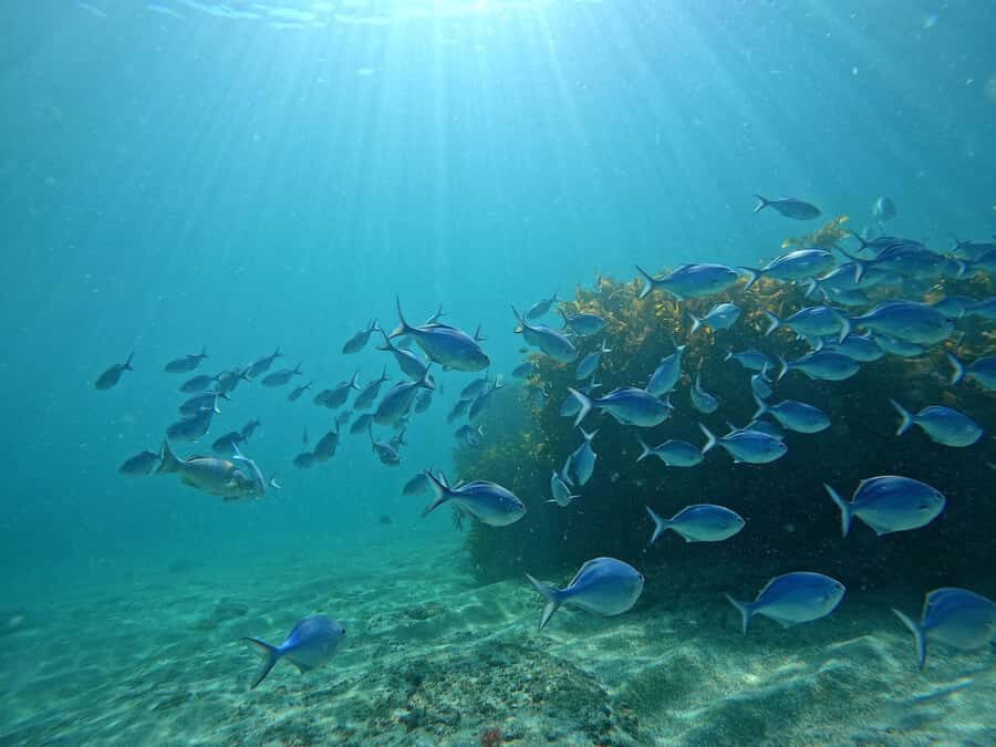 Goat Island Try Scuba Diving Experience - Meeting Point and Practicalities