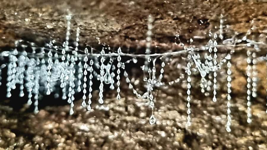 Gold Coast: Glow Worms Day/Night Rainforest & Waterfall Walk - Why This Tour Offers Real Value